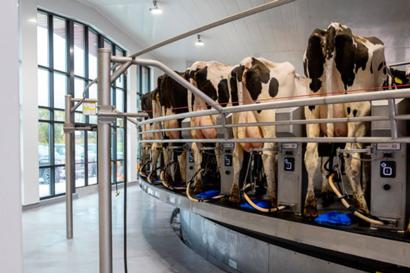 Lehmiä lypsyasemalla