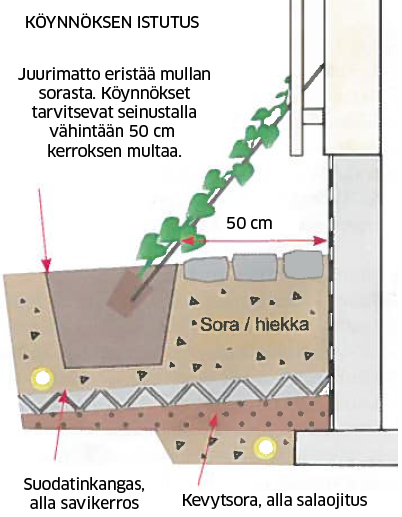 Useimmat köynnösruusut tarvitsevat seinän antaman suojan lisäksi erityisen talvisuojauksen.