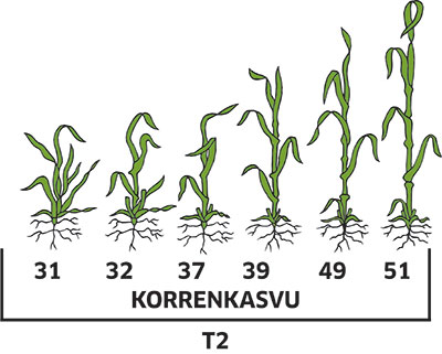 ohran kasvunvaiheet korrenkasvu