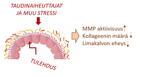 Piirros suoliepiteelin tulehduksen aiheuttajista