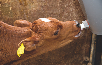 Vasikka juomassa maitoa