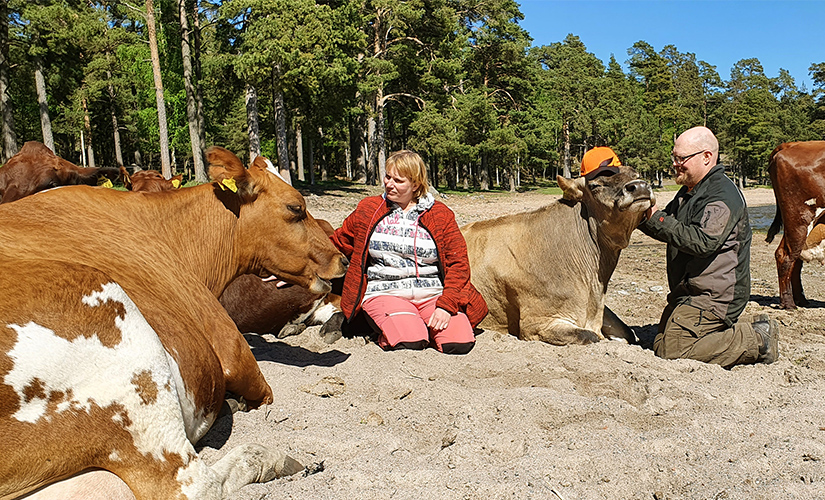 Andreas Johansson ja Sonja Ek-Johansson istuvat hiekkarannalla Heisalan saaressa silittämässä hiekalla makoilevia, tyytyväisiä lypsylehmiään.