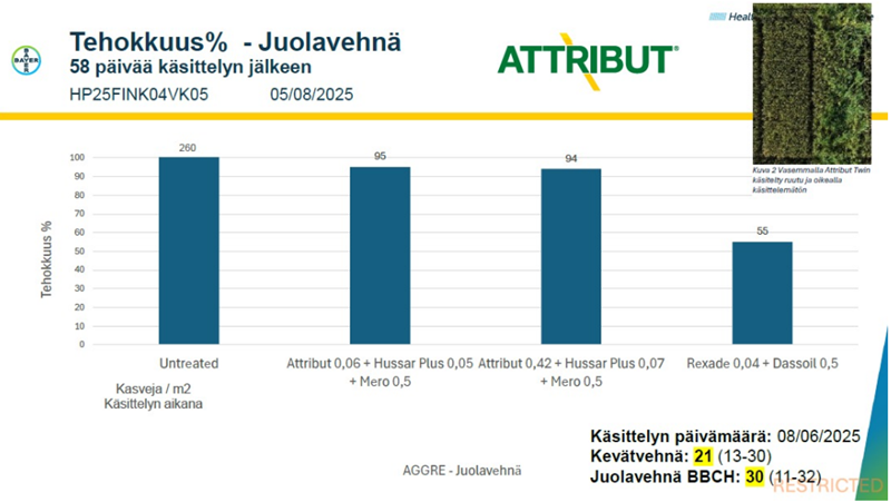Pylväsdiagrammi, jossa Attribut Twin -valmisteen juolavehnäteho on selvästi korkeampi verrattuna muihin valikoiviin rikkakasviaineisiin kovassa juolavehnäpaineessa.