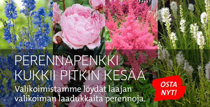 Perennat