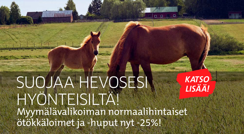 Kaksi suomenhevosta laitumella, varsa katsoo kameraan, tamma syö ruohoa. Kuvituskuva.