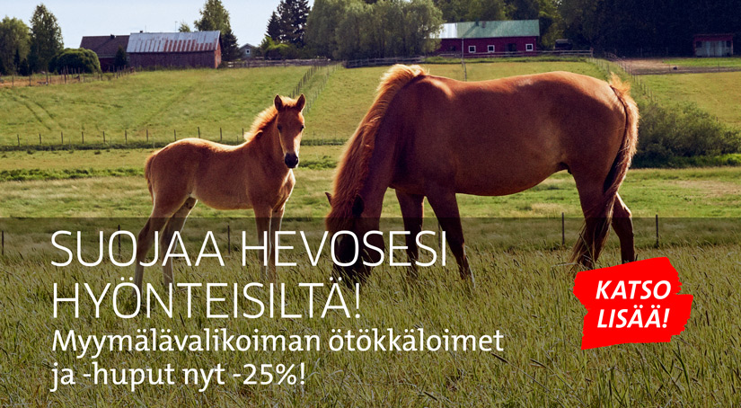 Kaksi suomenhevosta laitumella, varsa katsoo kameraan, tamma syö ruohoa. Kuvituskuva.