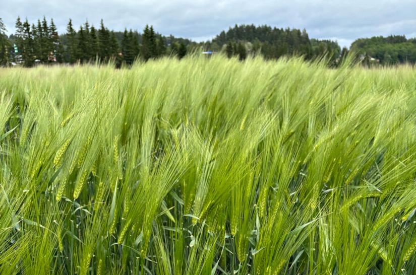 BOR Katri monitahoinen ohra