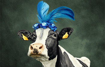 Mustavalkoinen lehmä koristeellisella sinisellä kukka-höyhen päähineellä. Lehmän mustissa korvissa on keltaiset merkit.