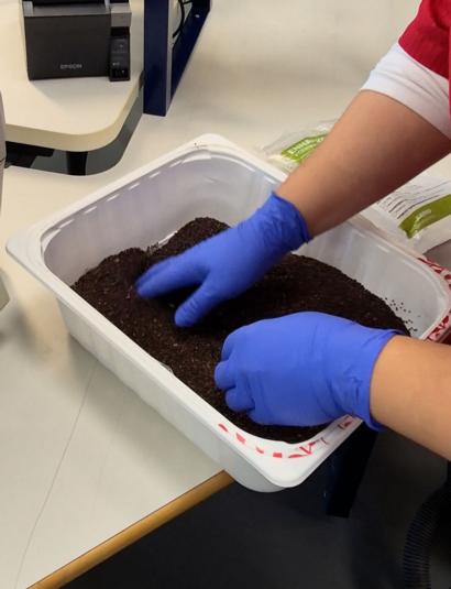 Henkilö sekoittaa tummaa näytemateriaalia käsineet kädessä muovisessa laatikossa.