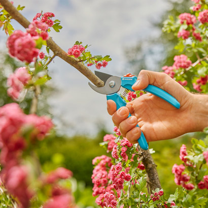 Oksan leikkaaminen oksasaksilla