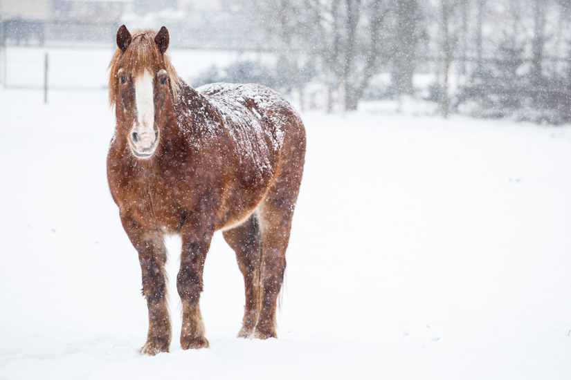 Hevonen lumisateessa talviaitauksessa