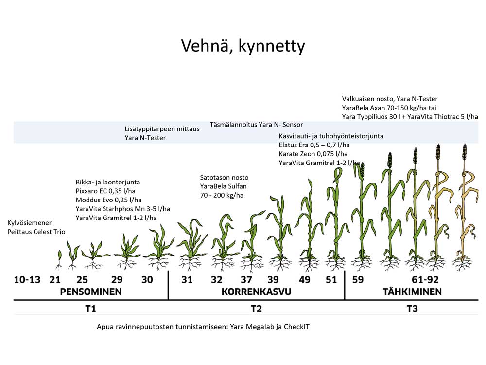 Vehnän kasvuvaiheet, pensominen, korrenkasvu ja tähkiminen