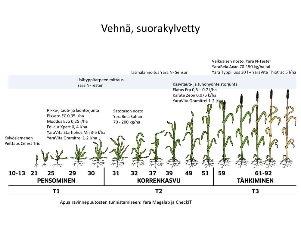 Vehnän kasvun vaiheet, pensominen, korrenkasvu ja tähkiminen