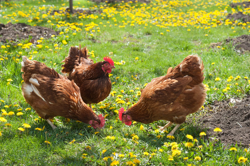 Kolme ruskeaa kanaa nurmikolla, jossa on ruohoa ja voikukkia.