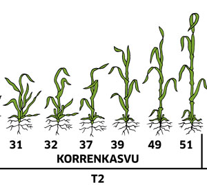 kauran kasvun vaiheet korrenkasvu
