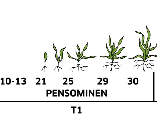 kauran kasvun vaiheet pensominen