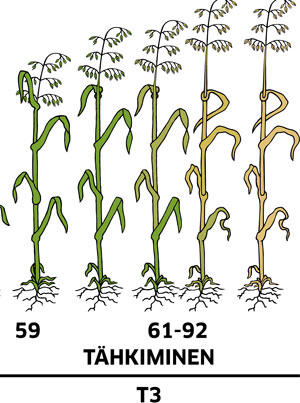 kauran kasvun vaiheet tähkiminen