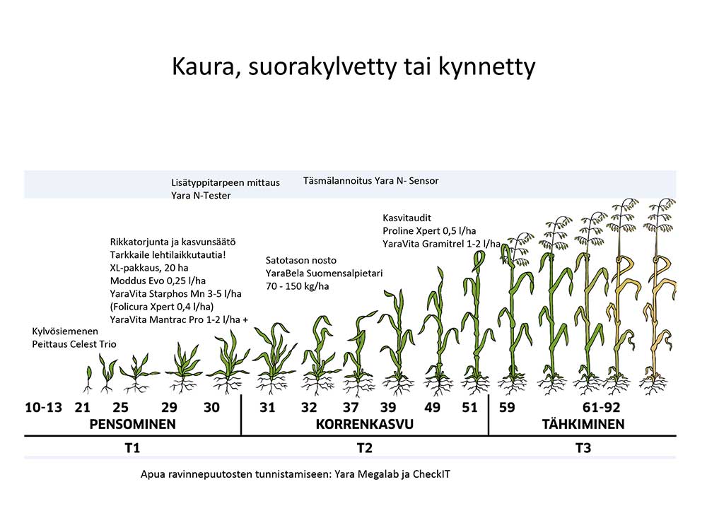 kauran kasvun vaiheet pensominen, korrenkasvu ja tähkiminen