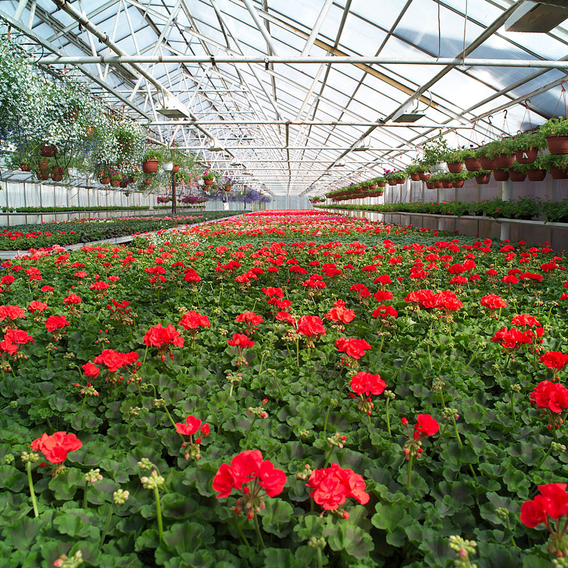 Pelargonit kasvamassa kasvihuoneessa.