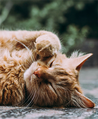 Oranssi kissa loikoilee ulkona kiveyksellä kesällä silmät kiinni. Kuvituskuva.