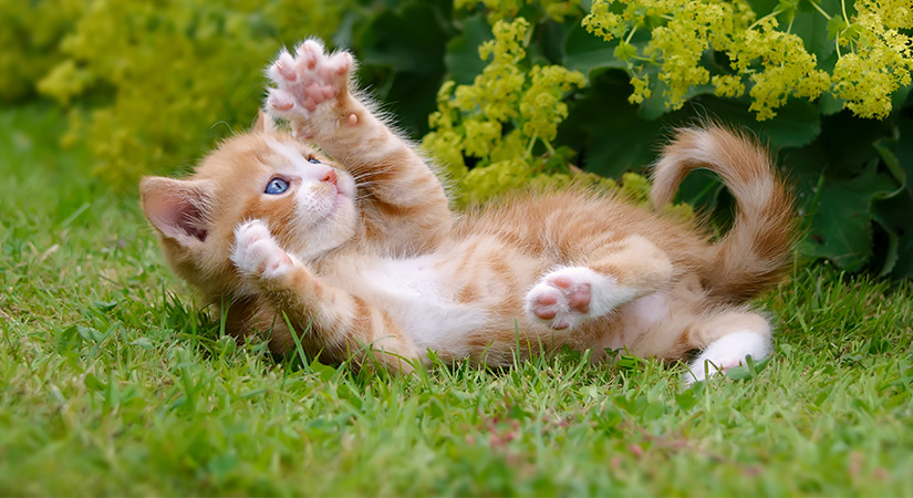 Oranssi kissanpentu leikkii nurmikolla selällään. Kuvituskuva.