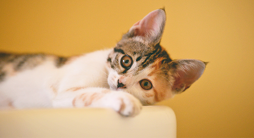 Nuori kissa oranssilla taustalla, makaa kyljellään valkoisen kukkaruukun päällä. Kuvituskuva.