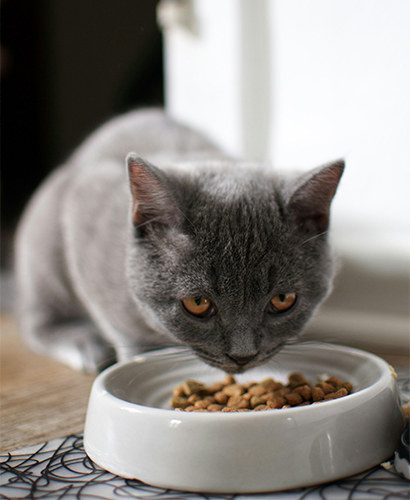 Harmaa kissa syö kuivanappuloita valkoisesta posliinikiposta lattialla. Kuvituskuva.