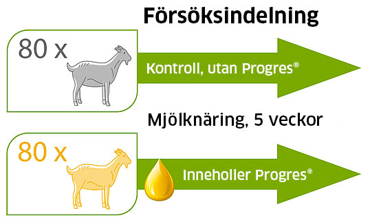 försöksindelning, killingar, Progres