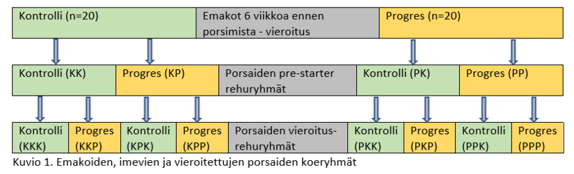 Emakoiden, imevien ja vieroitettujen porsaiden koeryhmät