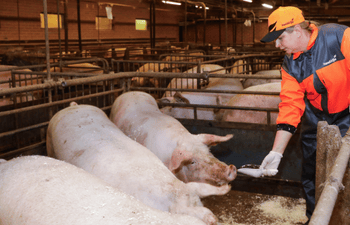 Työntekijä ruokkii ensikoita, kumartuen tarjoamaan rehua aitauksen yli.
