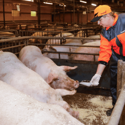Työntekijä ruokkii ensikoita, kumartuen tarjoamaan rehua aitauksen yli.