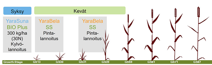 Kierrätyslannoite ja väkilannoite yhdistelmä, syysvilja