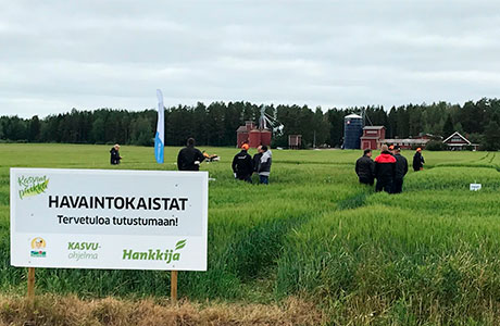 Kasvuohjelman havaintokaista
