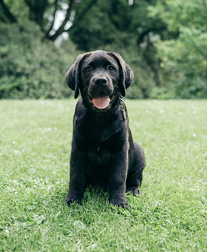 Musta labradorinpentu istuu nurmikolla. Kuvituskuva.