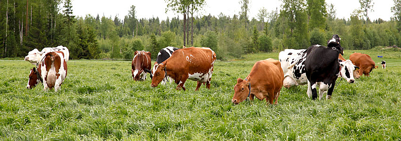 Lehmät laitumella