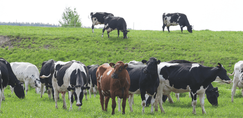 lehmät laitumella