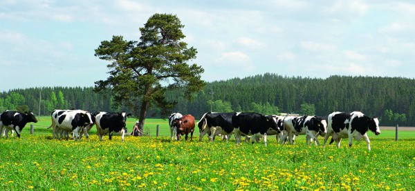 Lehmät laitumella