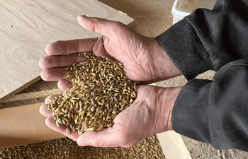 Käsissä Mairen ohran siemeniä.