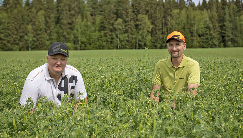 Marko Levonen ja Juha Tolppanen Greenway-hernepellolla istumassa aurinkoisena kesäpäivänä.