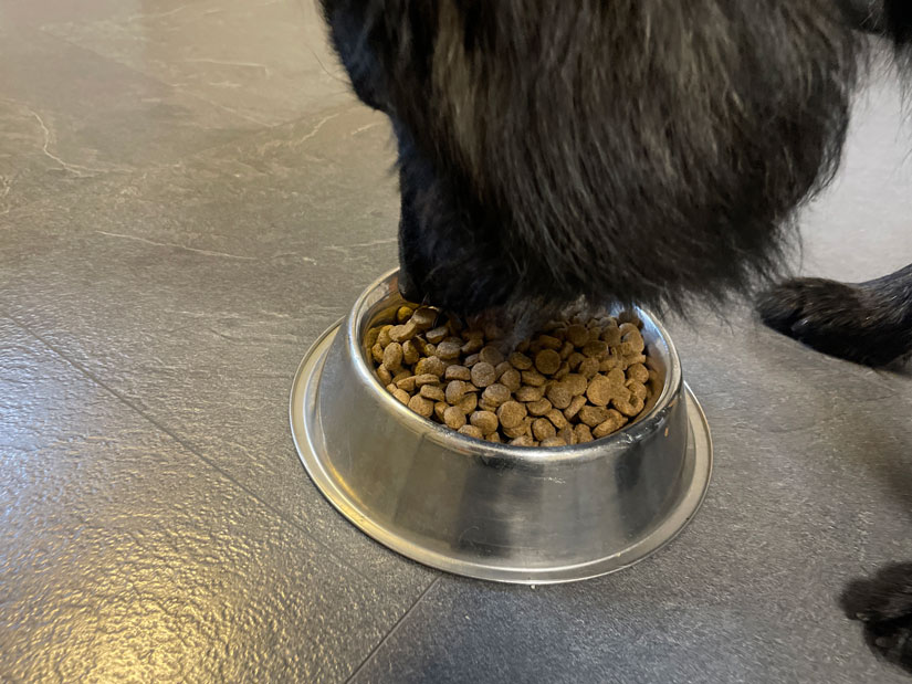 Musta koira syö Jahti&Vahti-koiranruoan nappuloita