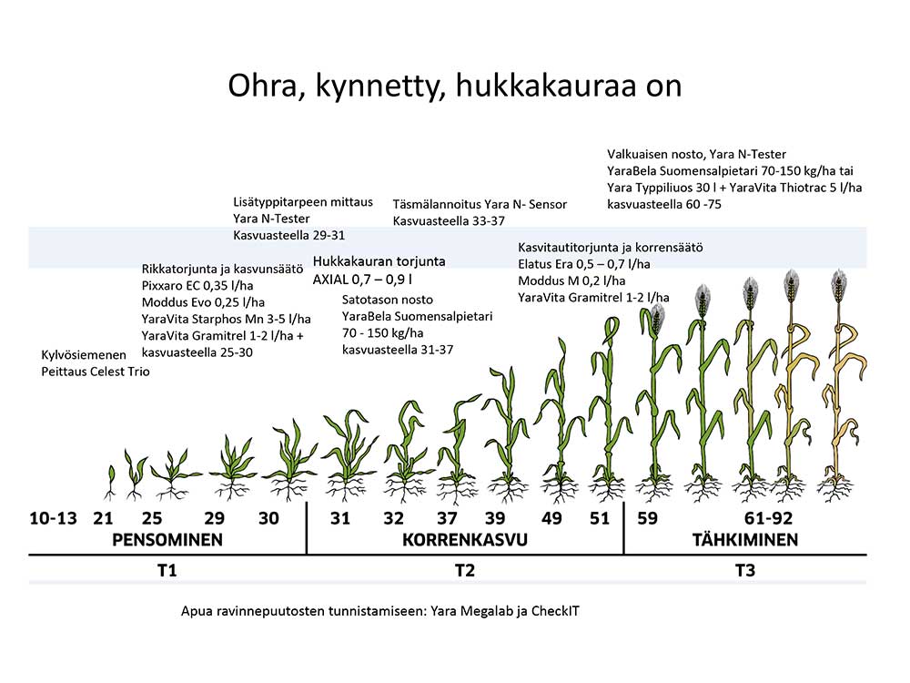 Ohran kasvuvaiheet, pensominen, korrenkasvu, tähkiminen