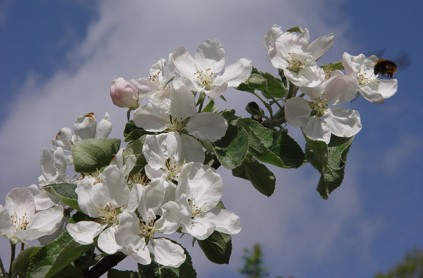 Omenapuun oksa kukkii ja pölyttäjä.