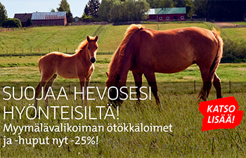 Kaksi suomenhevosta laitumella, varsa katsoo kameraan, tamma syö ruohoa. Kuvituskuva.