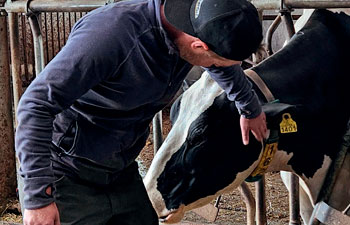 Janne Paloviita silittää lypsylehmää