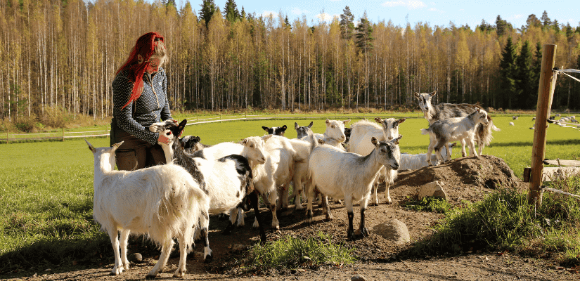 Peevon tilan suomenvuohet laitumella