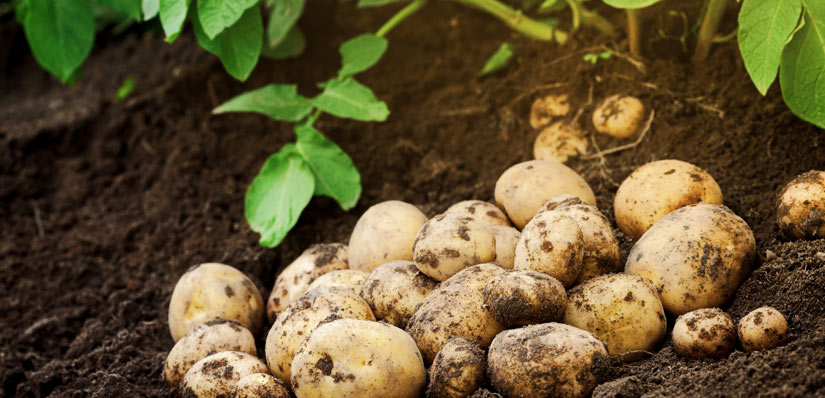 uudet perunat varhaisperunat kuvassa multaisessa maassa, taustalla vihreitä perunanvarsia