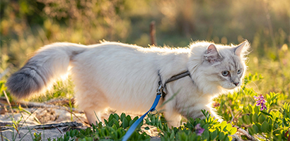 Kissa ulkoilee valjaissa