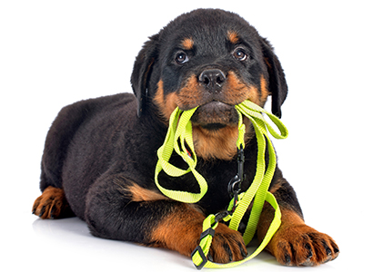 Rottweilerin pentu koiranremmi suussaan