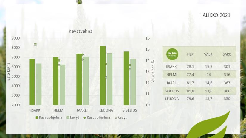 Kevätvehnä, viljan koeruudut Halikko