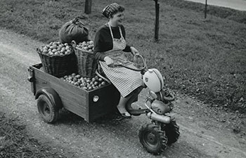 Omenien sadonkorjuuta Hankkijan Keskustaimistolla 1960-70 -luvulla